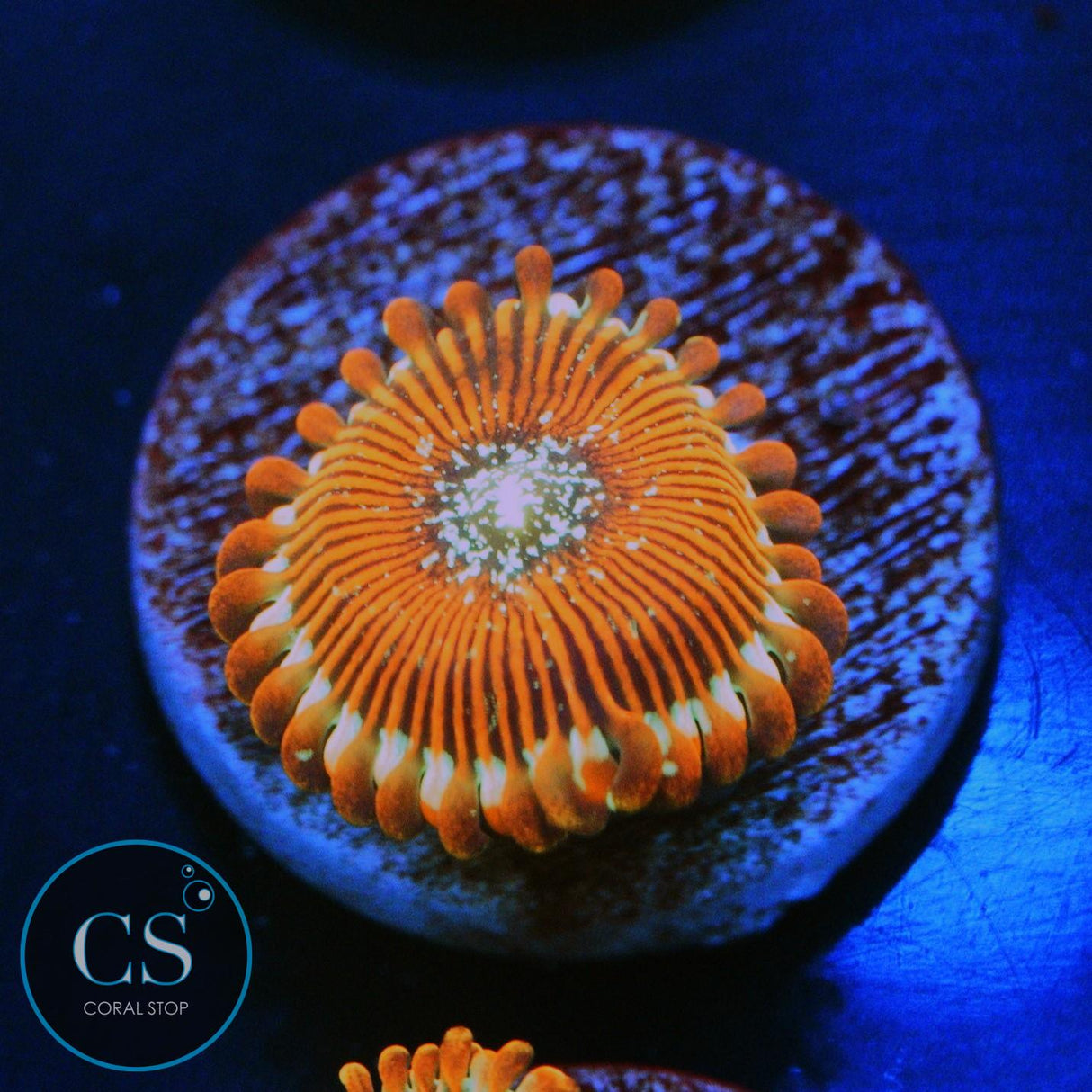 ULTRA MAGICIANS ZOA