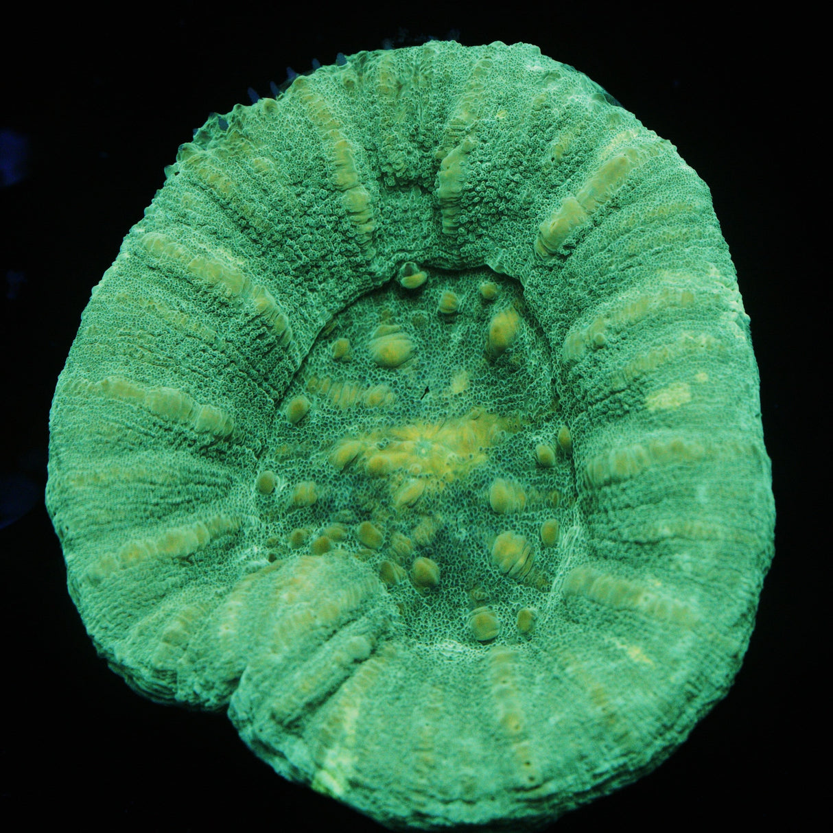 GREEN SCOLYMIA