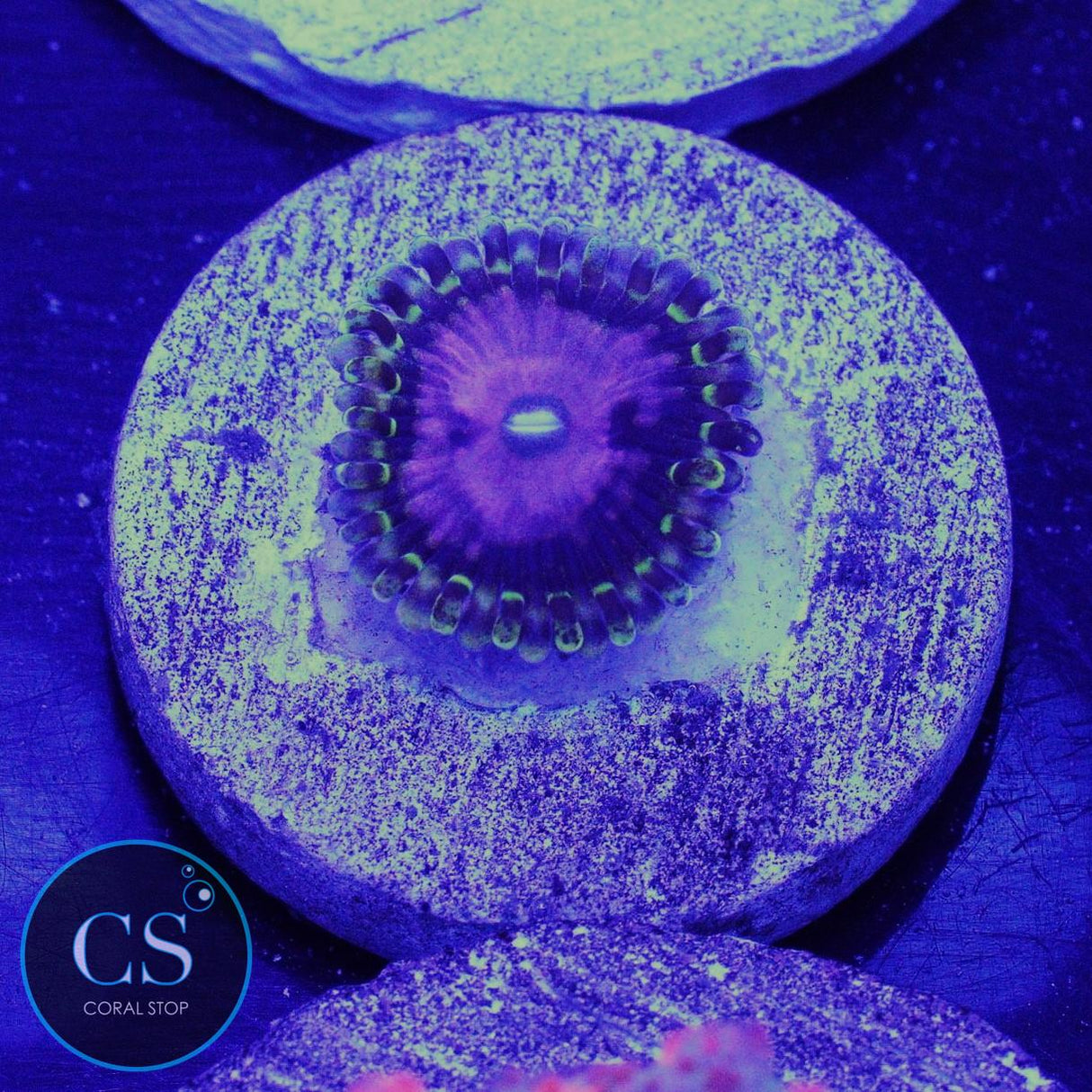 Pink Diamond Zoa