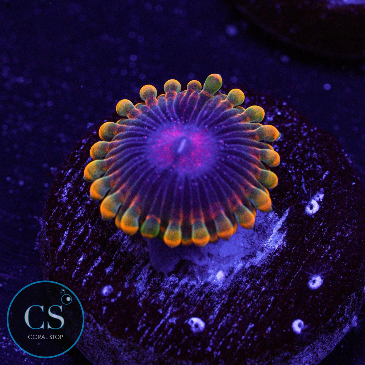 Jedi Mind Trick Zoa