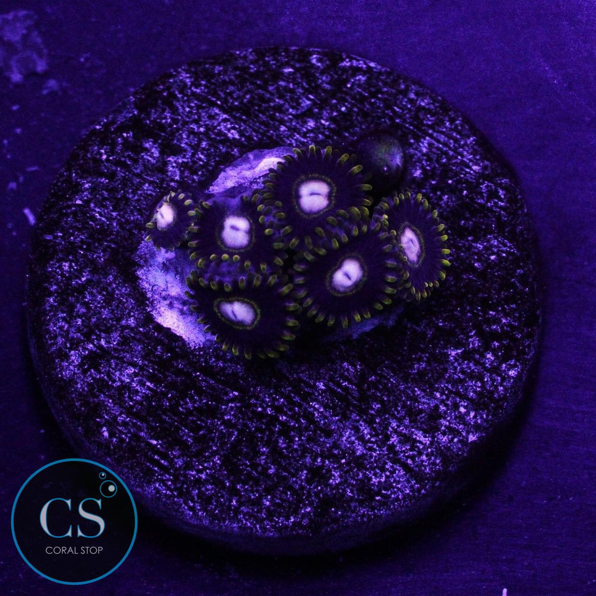 RARE KTAR BLACK HORNET ZOA
