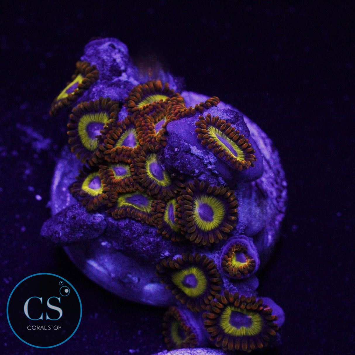 FRUIT LOOPS ZOA