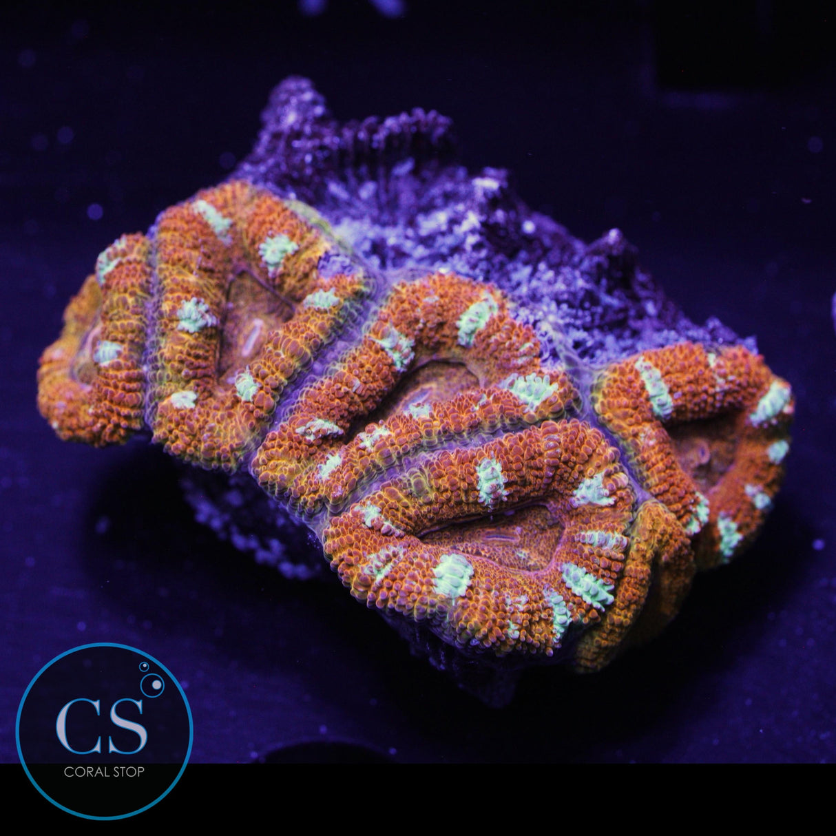 AUSSIE ACAN