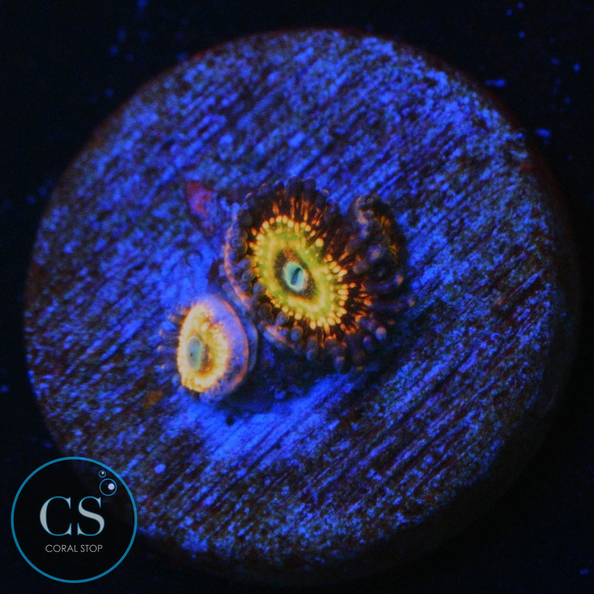 CB KRAK GOD ZOA