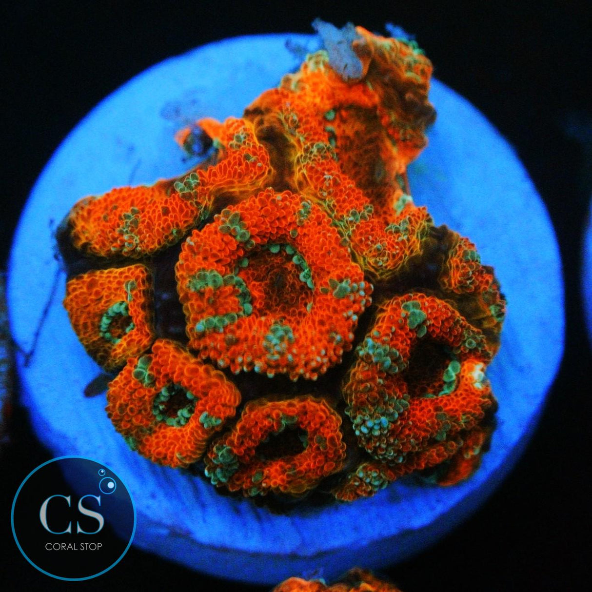 PEPPERMINT MICROMUSSA