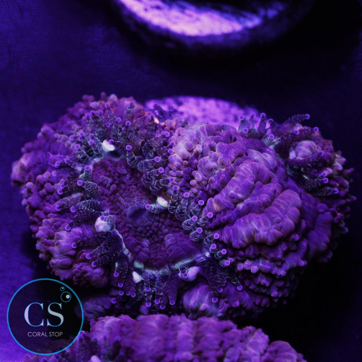 Magma Chamber Asian Acan