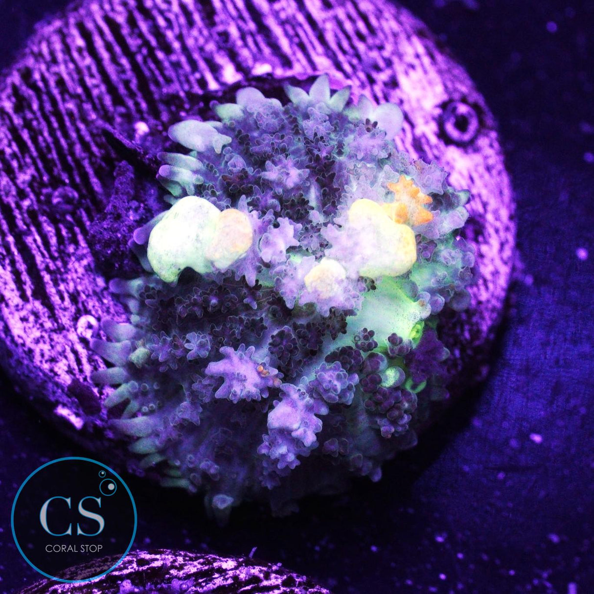 PZ Godspawn Bounce Mushroom