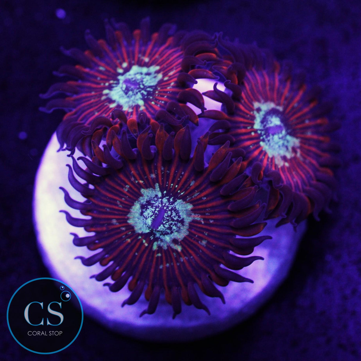 Ultra Magician Zoa
