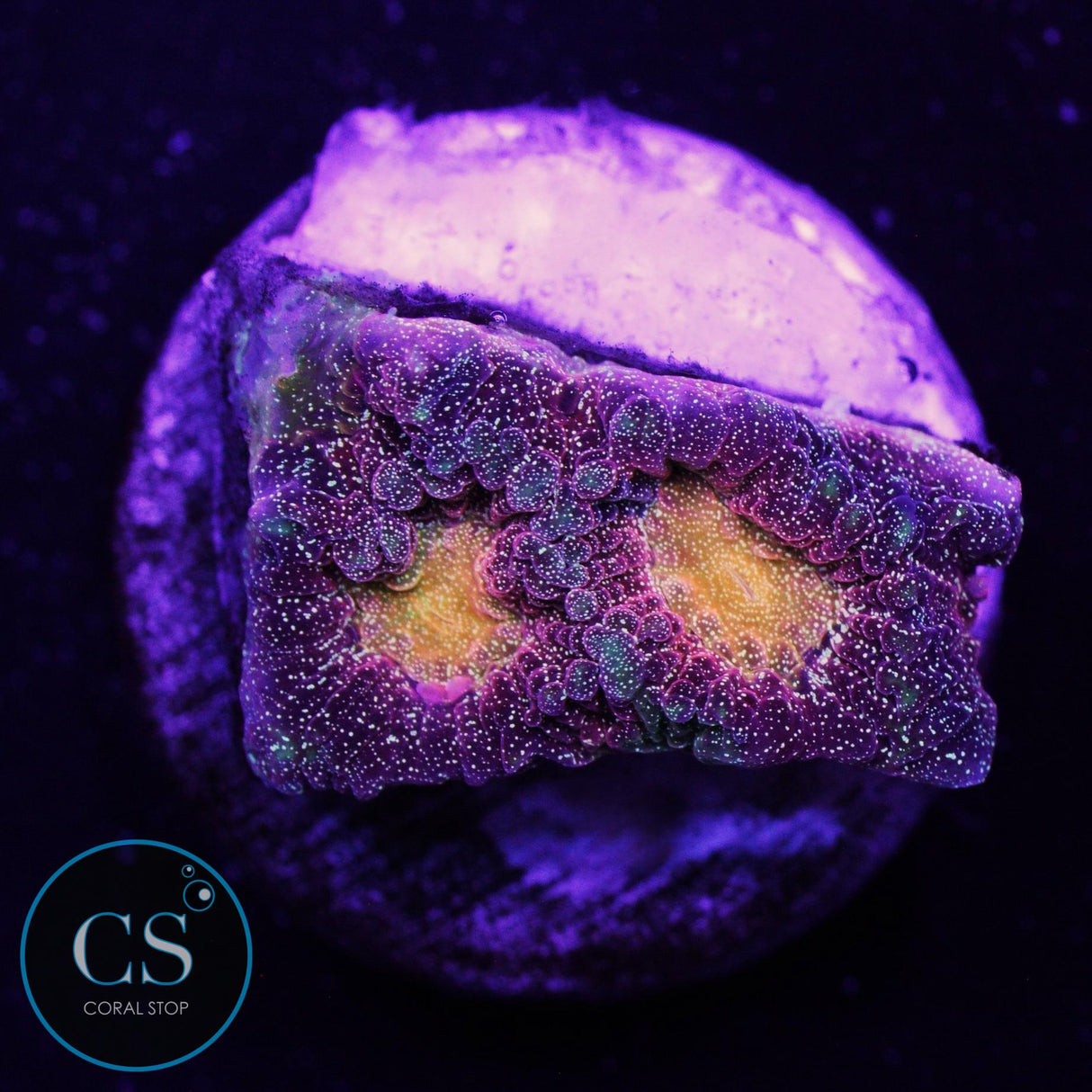 CS Spellbinder Favia