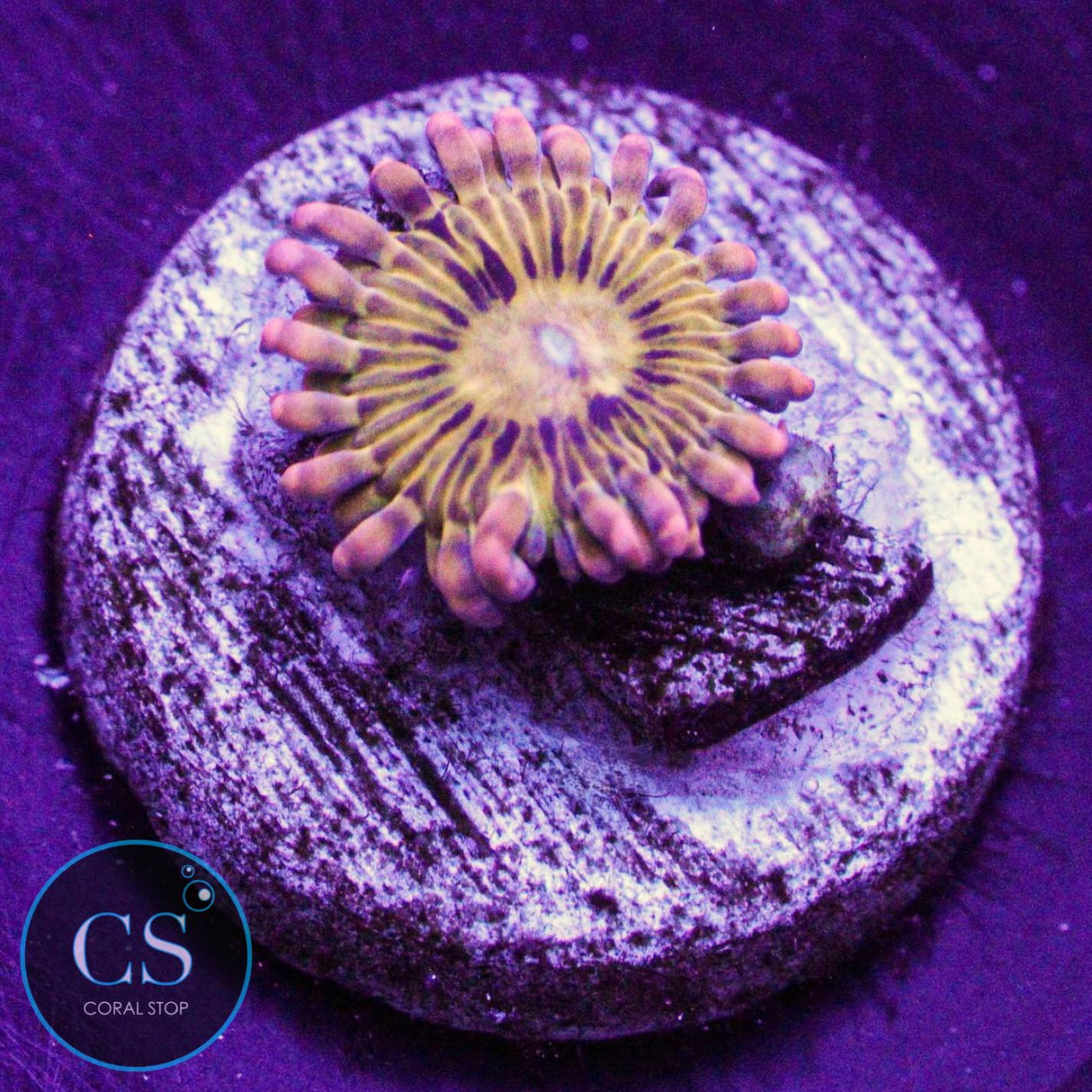 Simpsons Donut Zoa