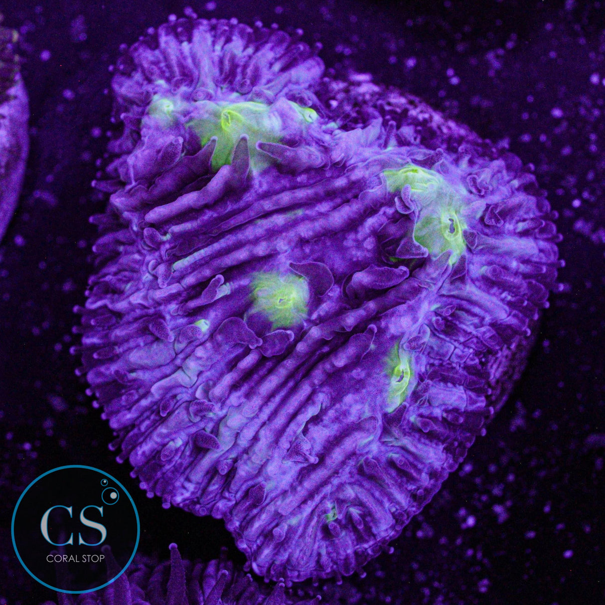 Toxic Diaseris Plate