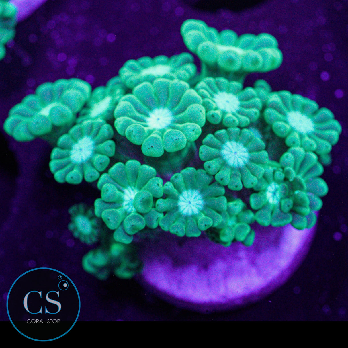 Blues Clues Alveopora