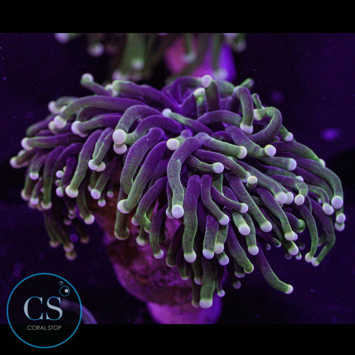 Yellowish Tip Torch