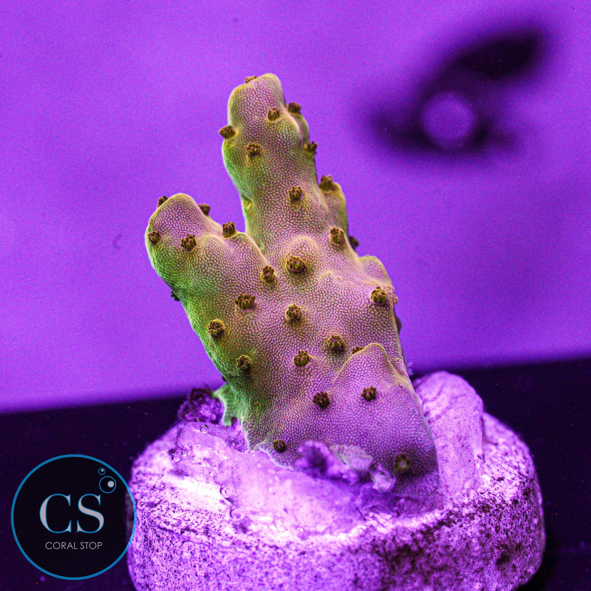 POTO Wario Acropora
