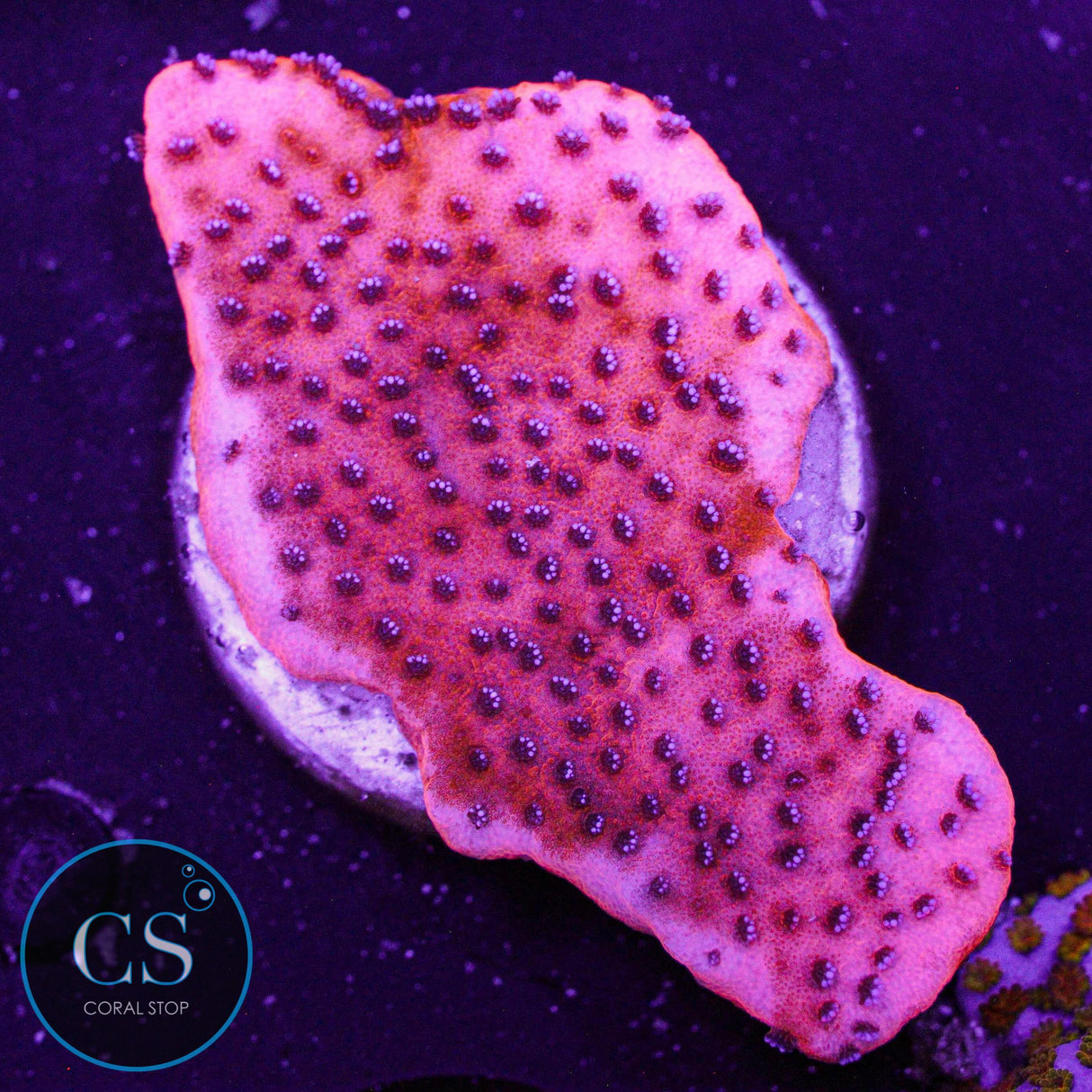 Mystic Sunset Montipora