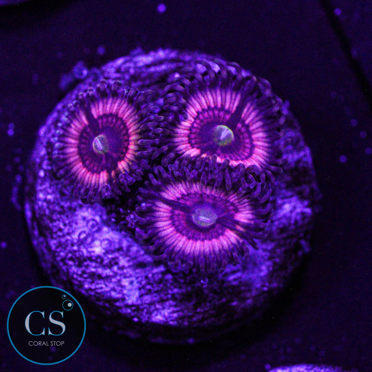 CS Bloody Cuties Zoa
