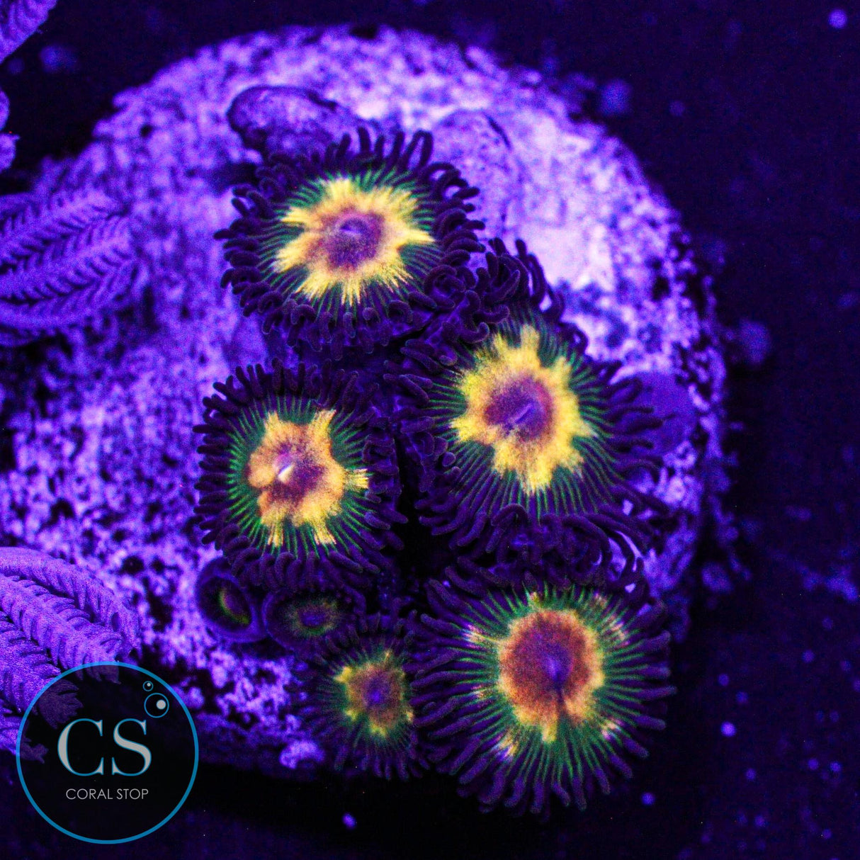Jurassic Park Zoa