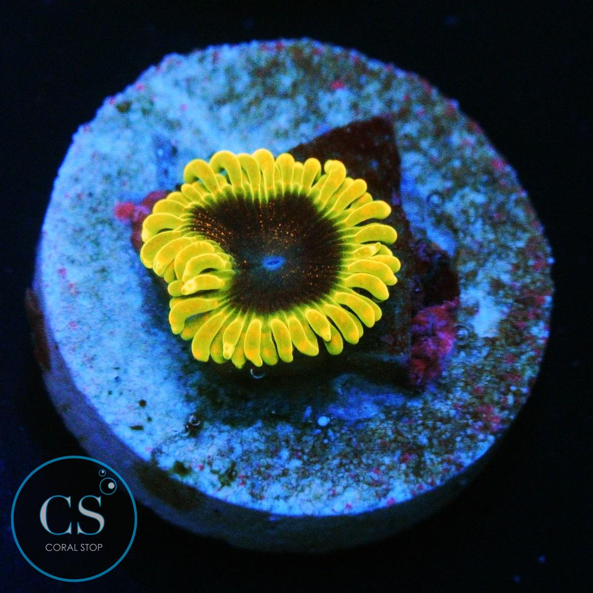 SBB THERMOSPHERE ZOA