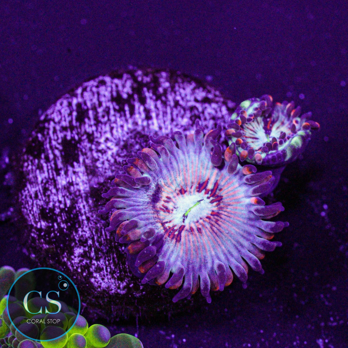 CB White Zombies Zoa