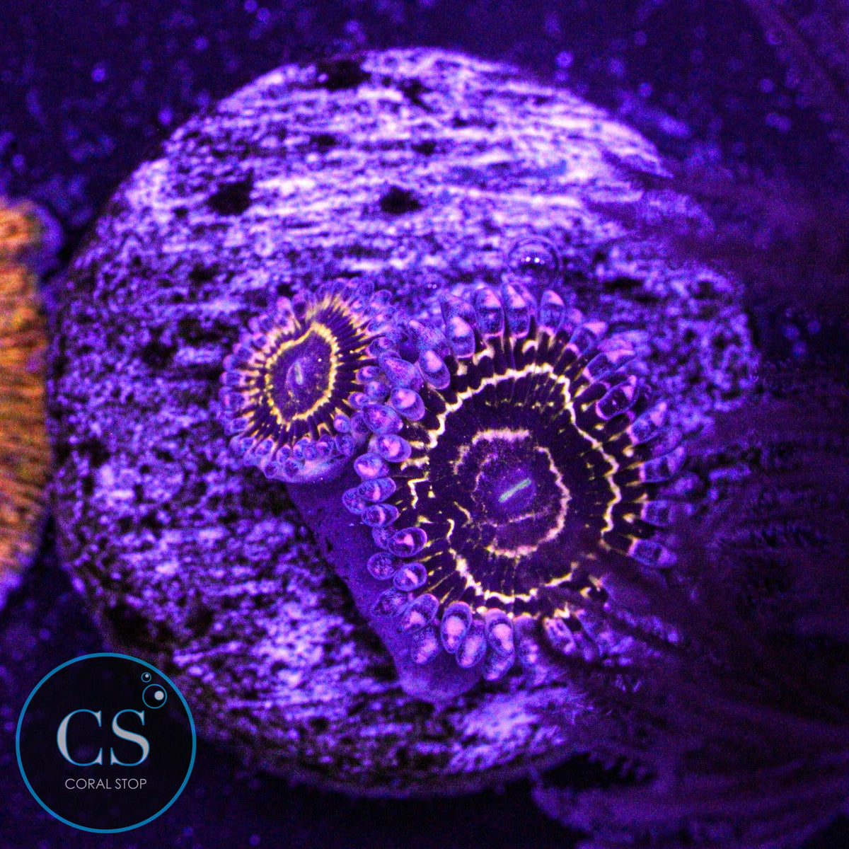 Stratosphere Zoa