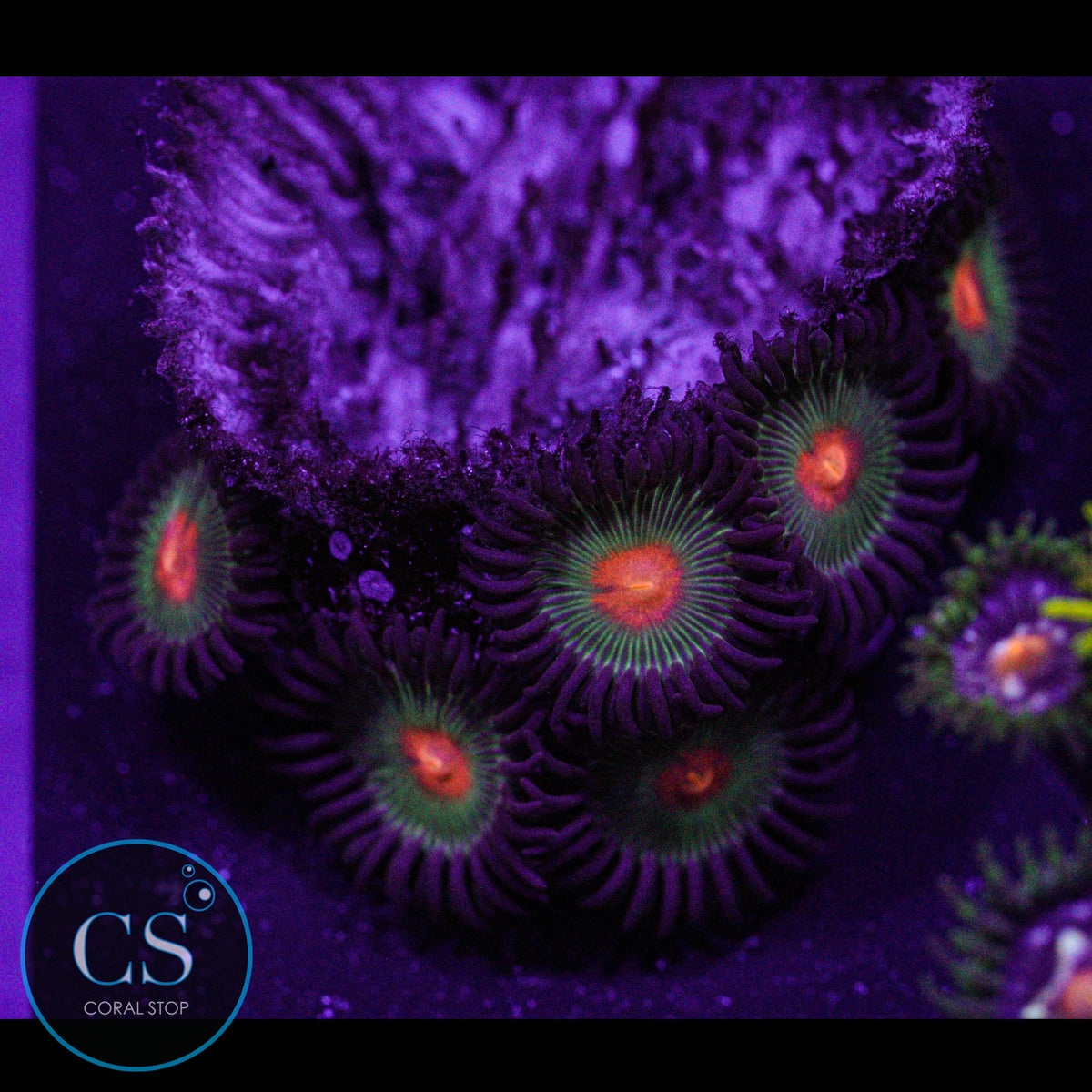 Gorilla Nipples Zoa