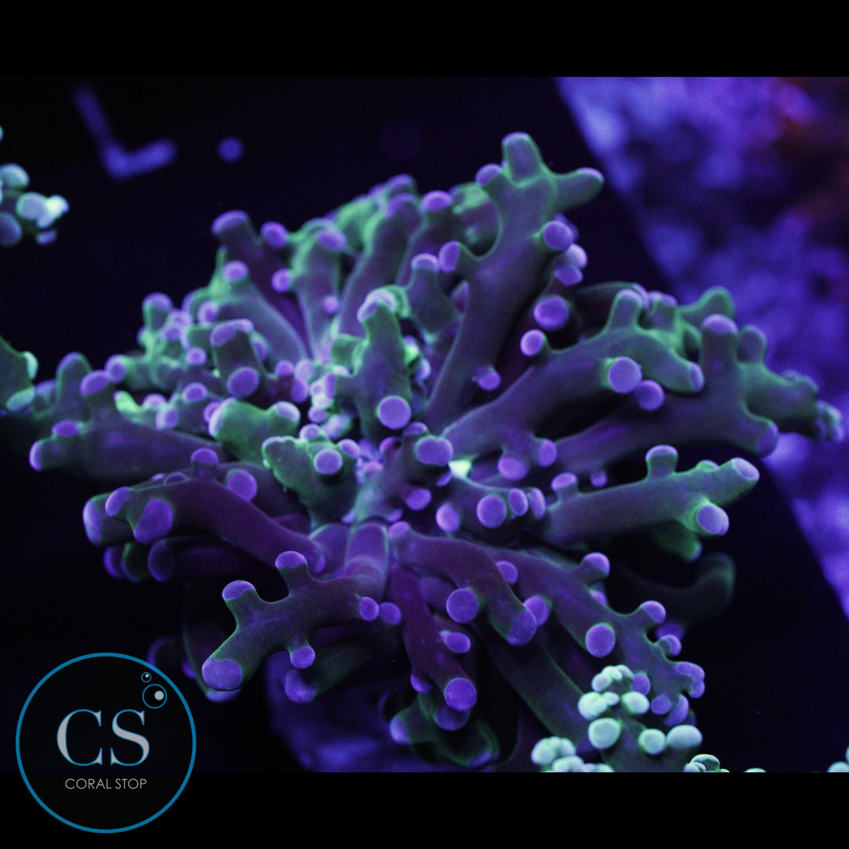 DARK OG BICOLOR FROGSPAWN