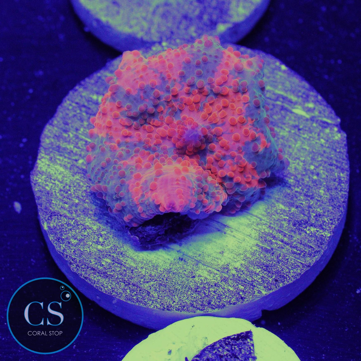 Ultra Candy Crush Jawbreaker Mushroom
