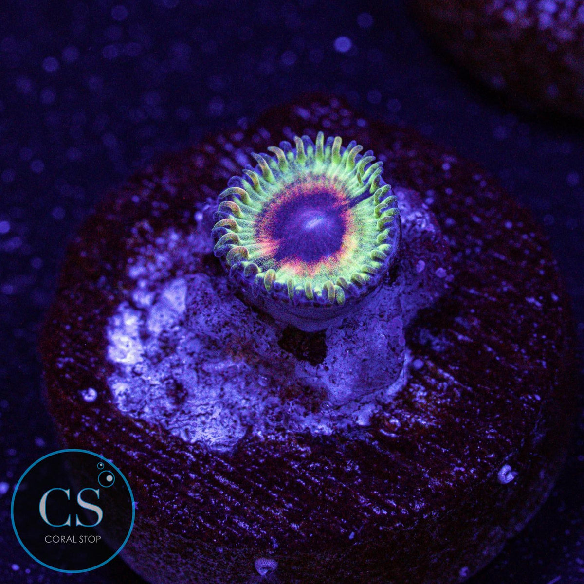 Little Shop Of Horror Zoa