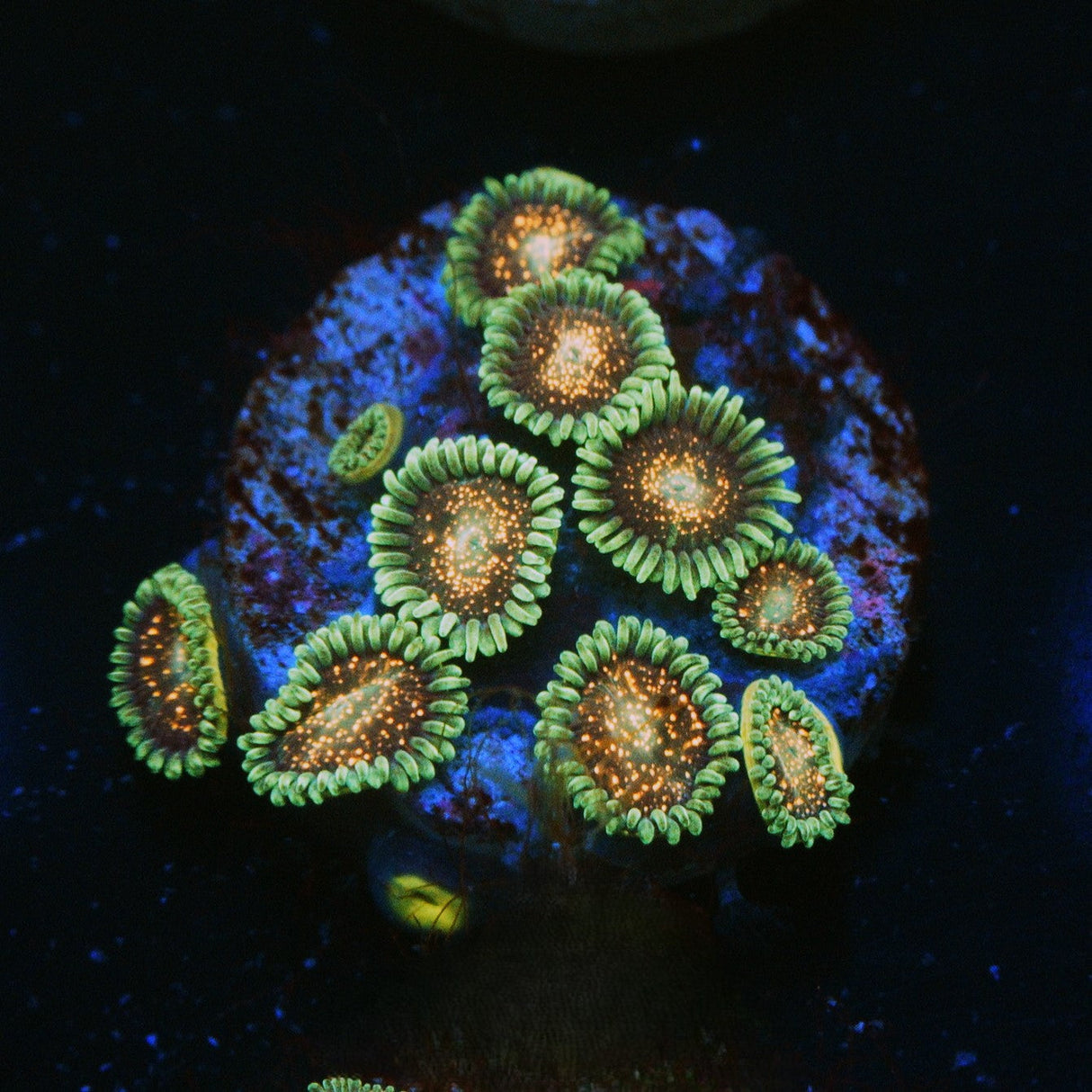 CS COMET COMBUSTION ZOA