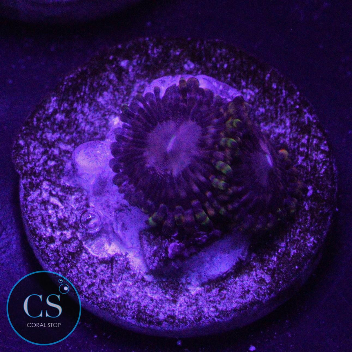 RR KOALA EYE ZOA