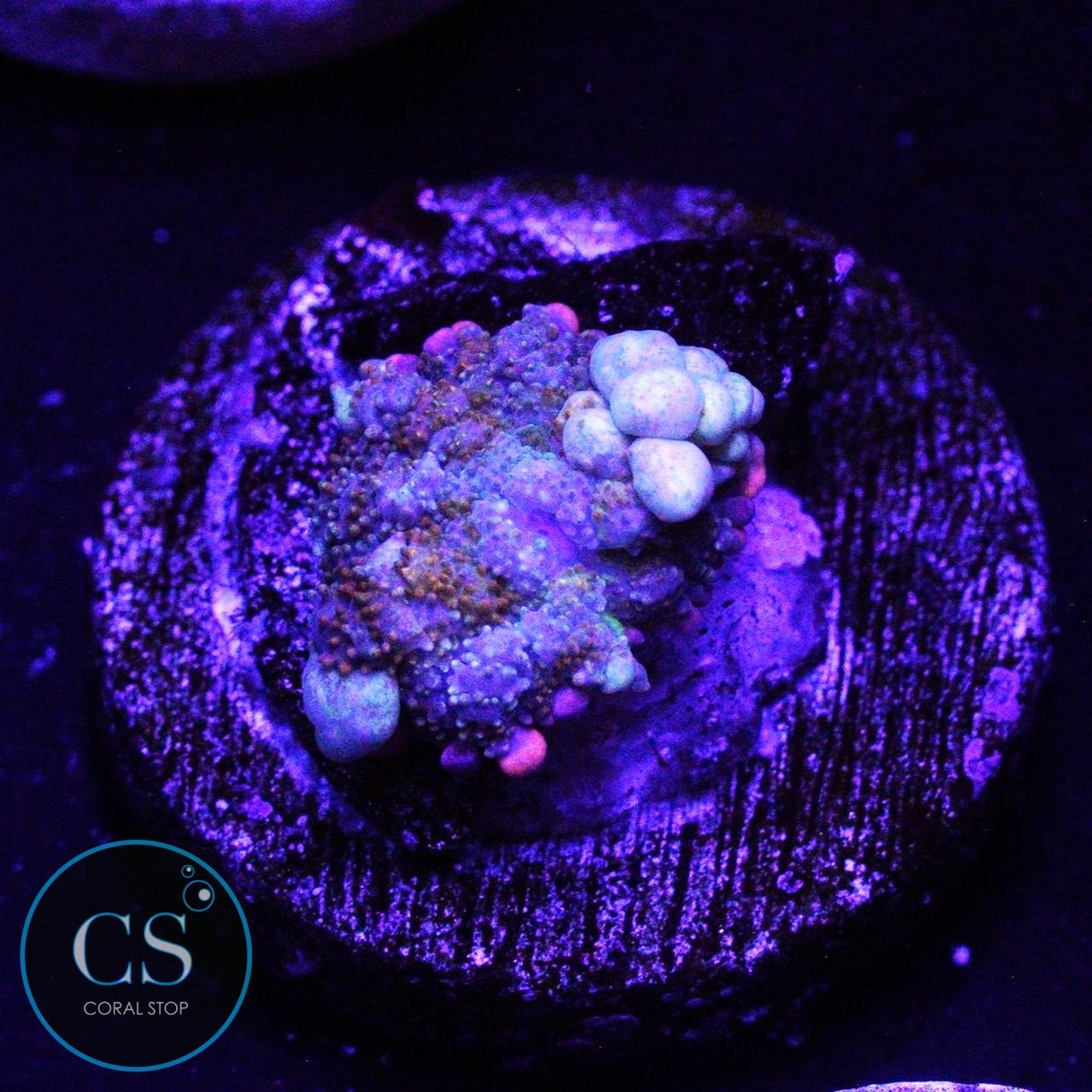 O7C RAINBOW BOUNCE MUSHROOM