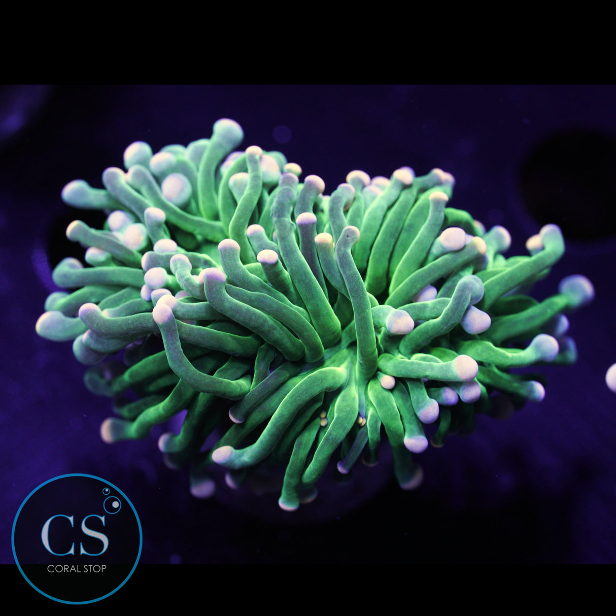 DUAL TIP FAIRY GODMOTHER TORCH