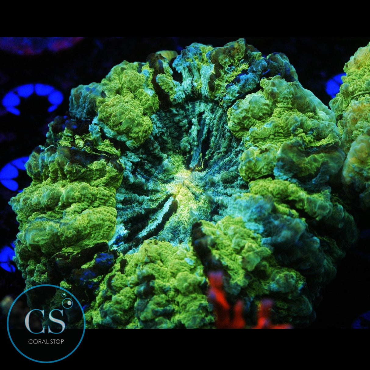 XL URBAN CAMO ACANTHOPHYLIA