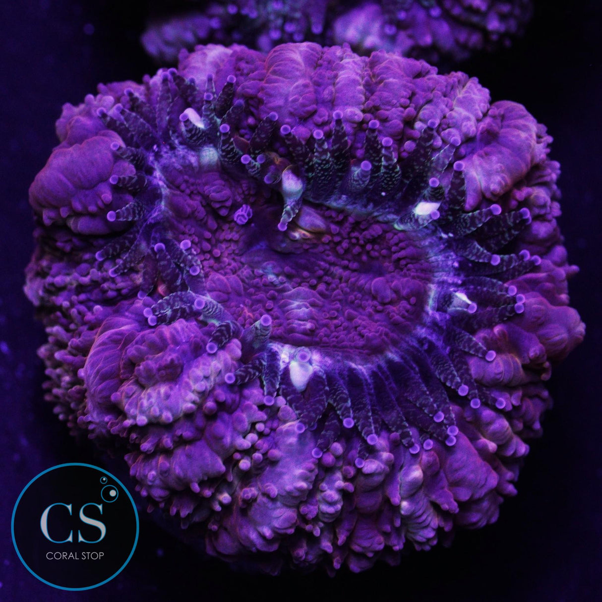 Magma Chamber Asian Acan