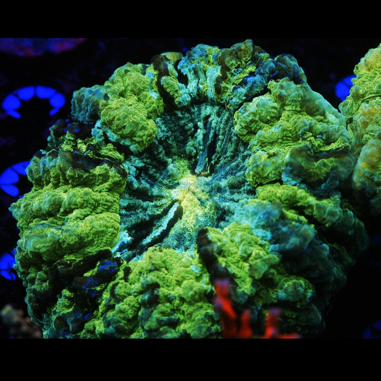 ULTRA GREEN ACANTHOPHYLIA