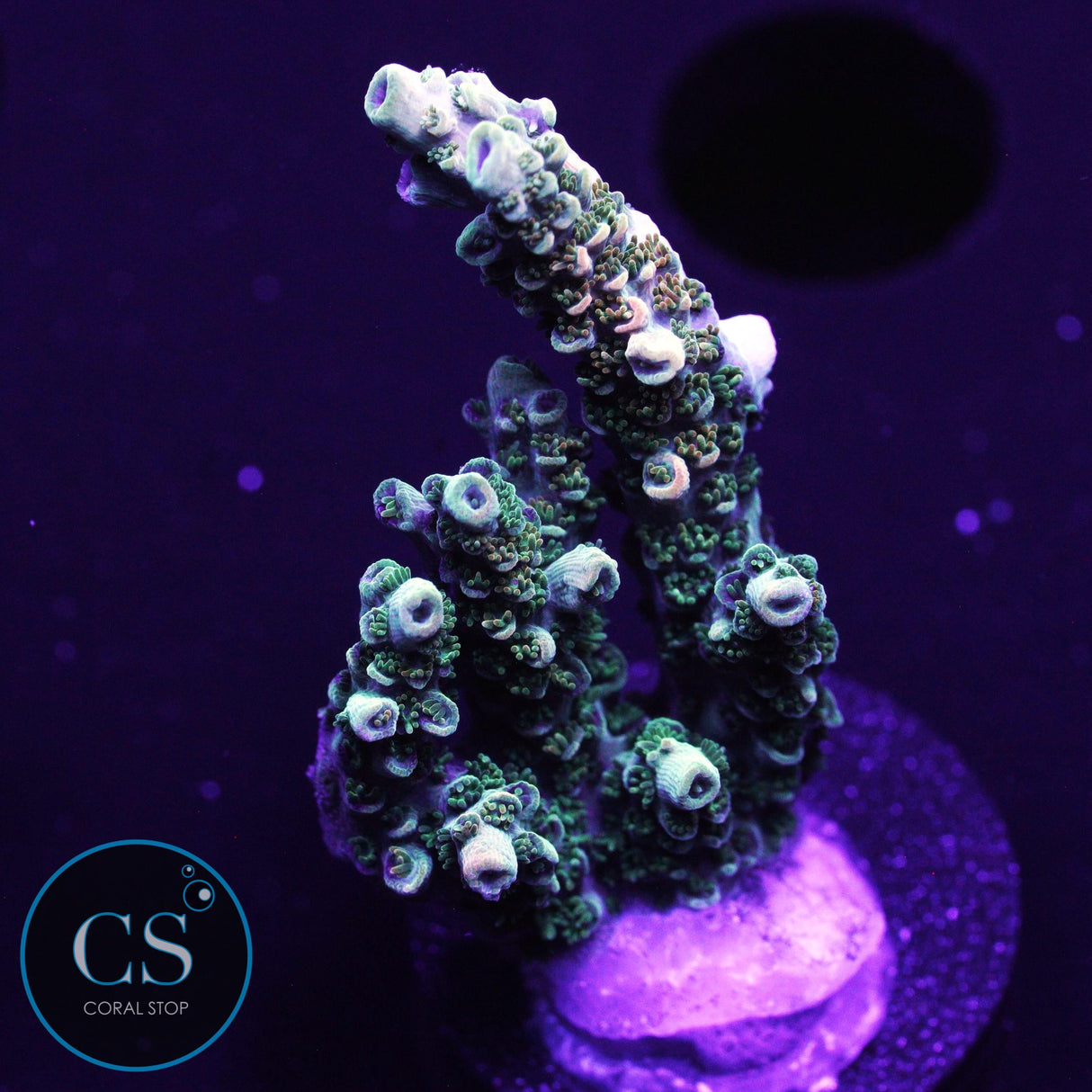 WWC Dirty Love Dreams Acro