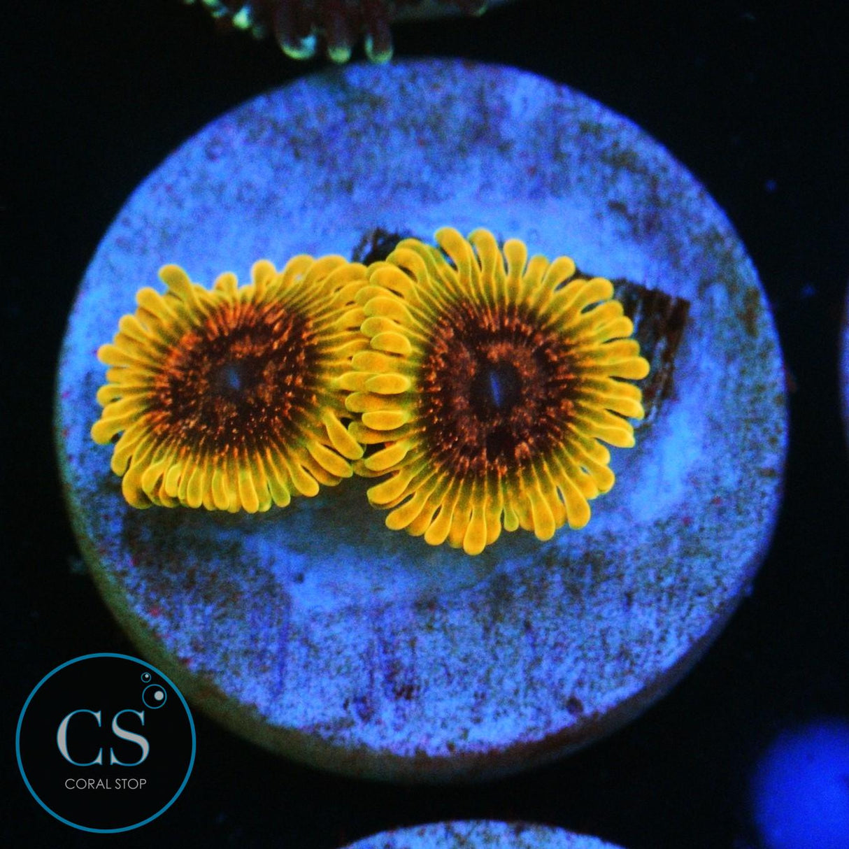 JF ACID REFLUX ZOA
