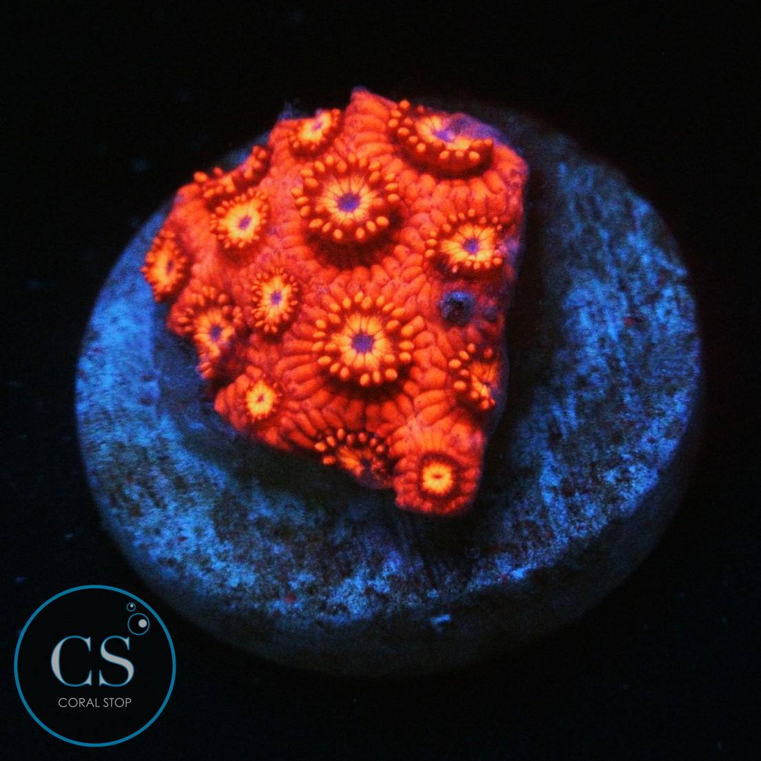 RED HORNET GONI