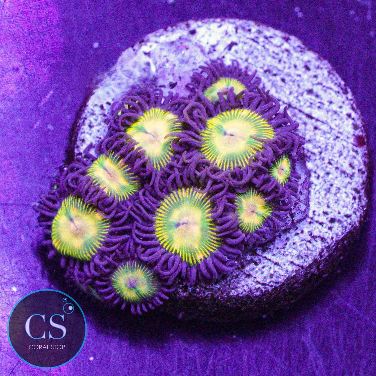 CS Super Mario Sunshine Zoa