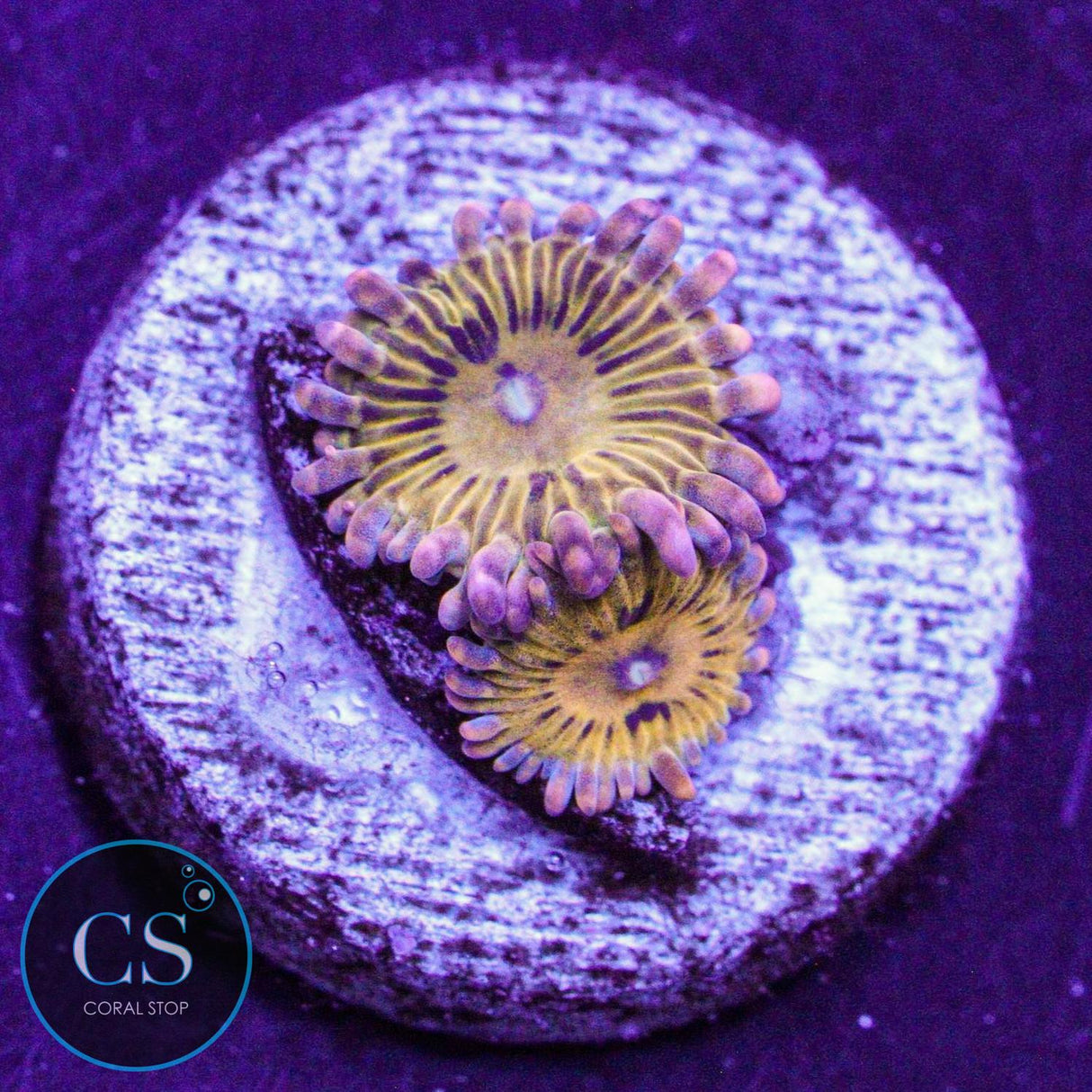 Simpsons Donut Zoa