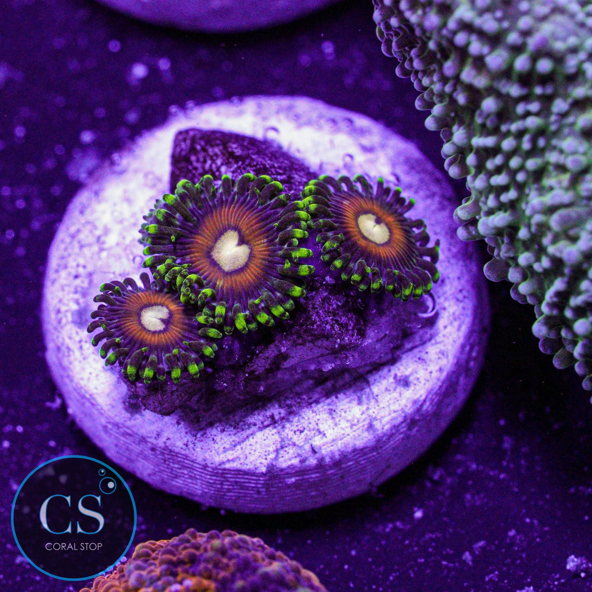 Fizzy Lizzy Zoa