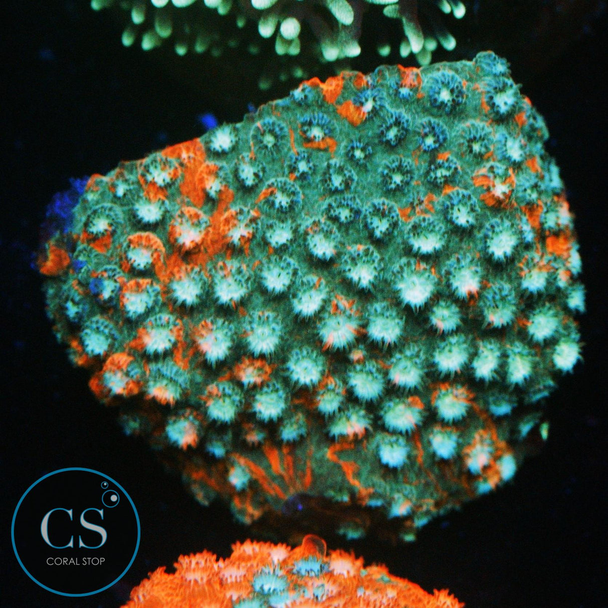 JF FENDER BENDER CYPHASTREA