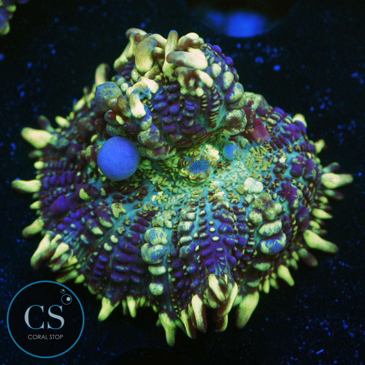 CS GRIMACE BOUNCE MUSHROOM