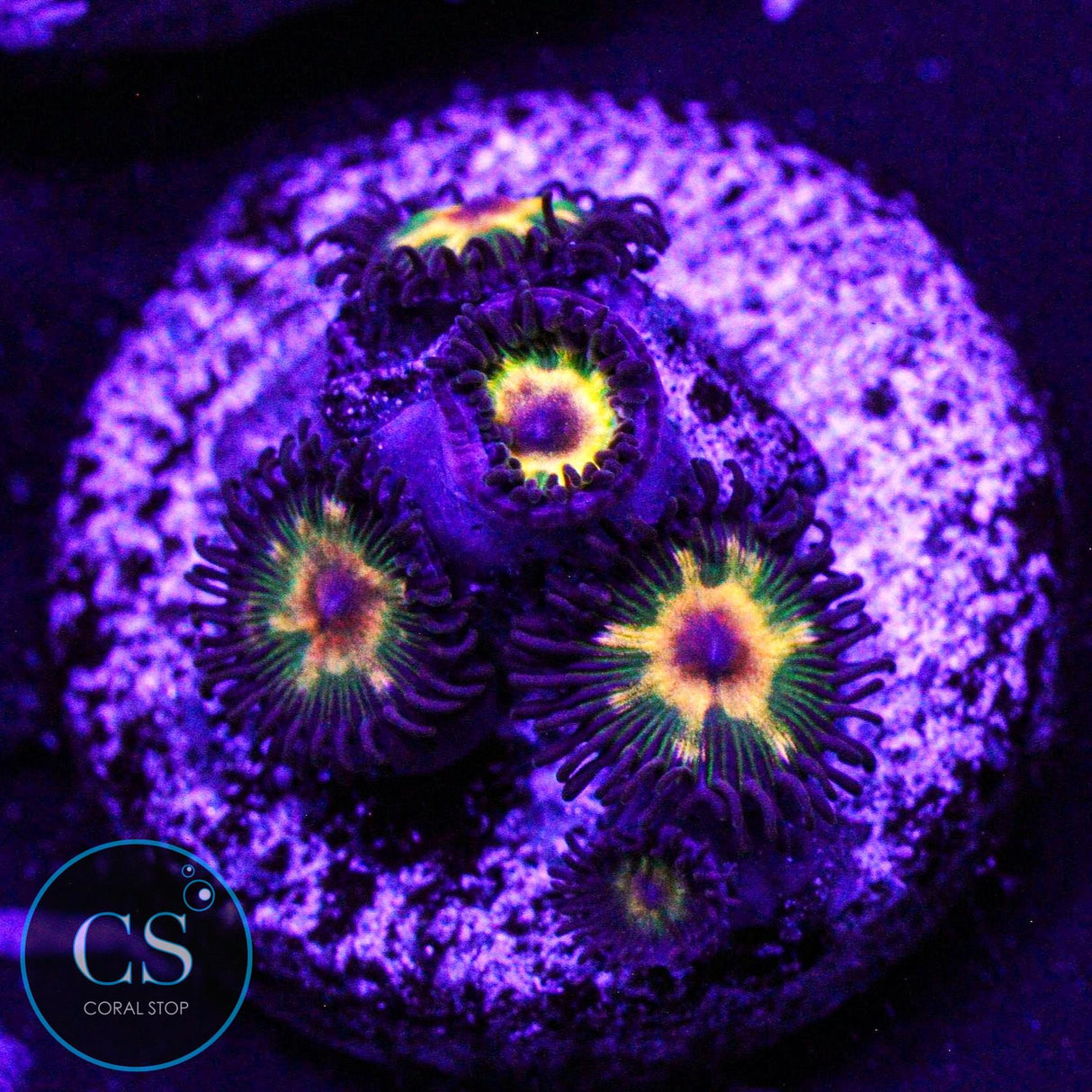Jurassic Park Zoa