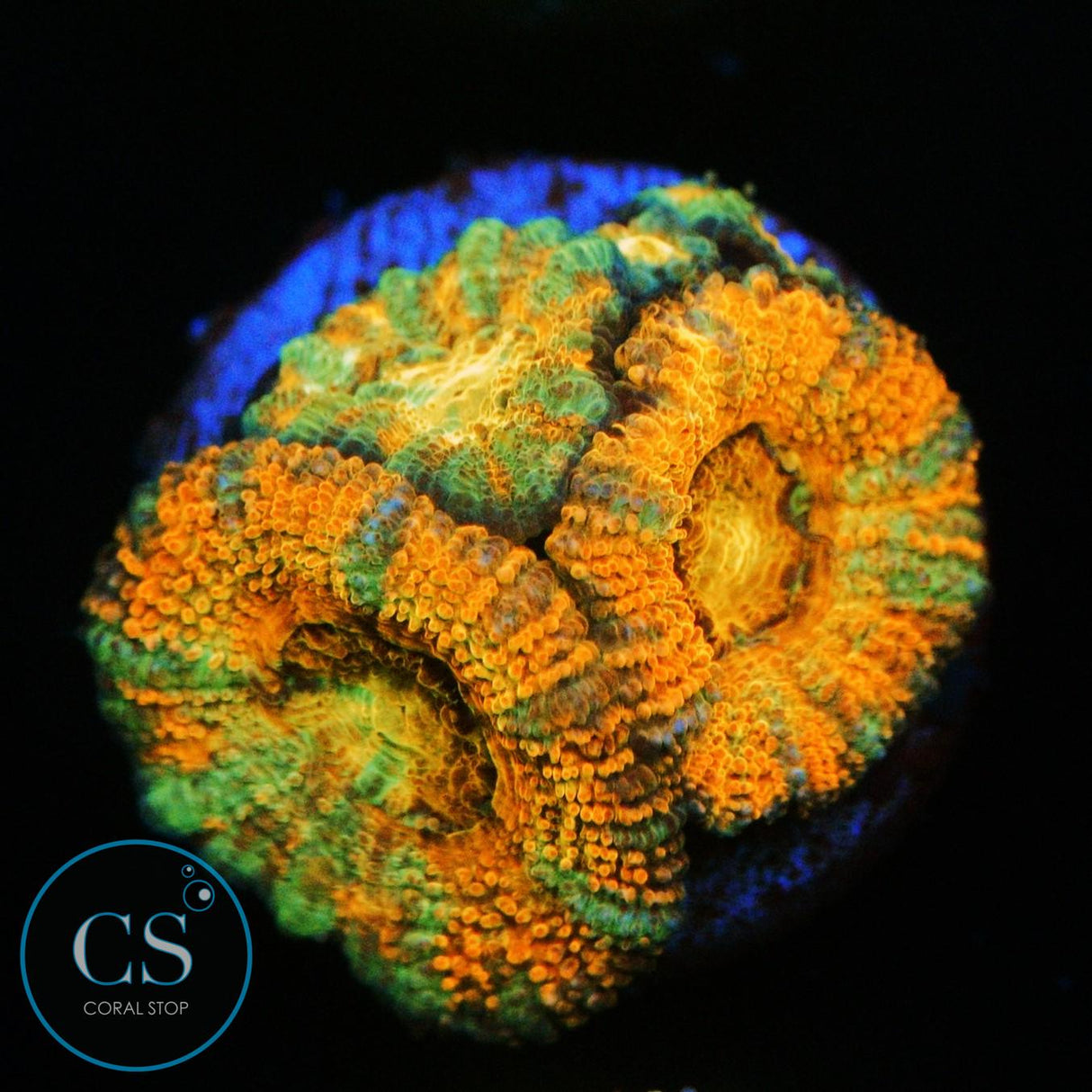 FLAMING HOT CHEETOS ACAN