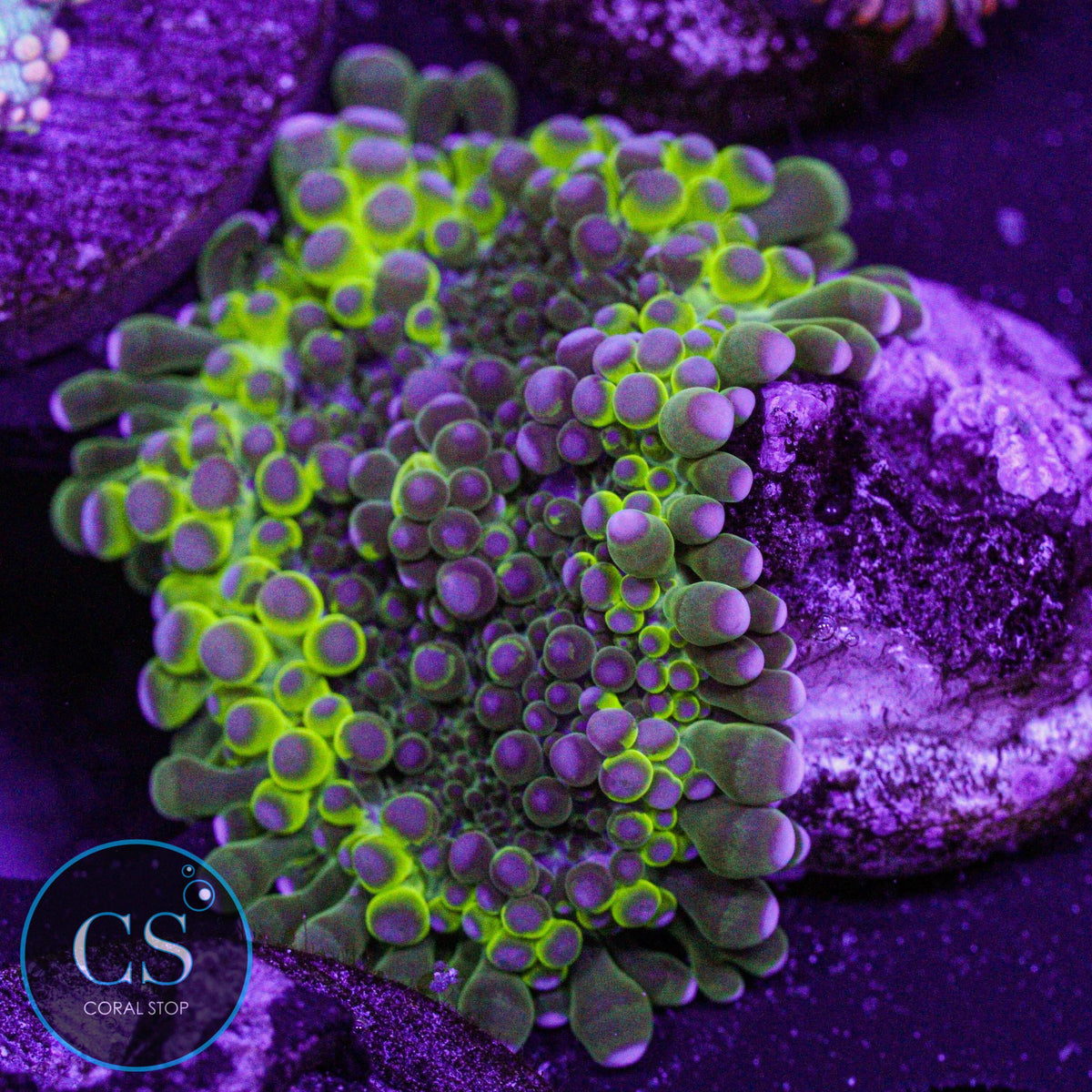 Electric Malaysian Mushroom