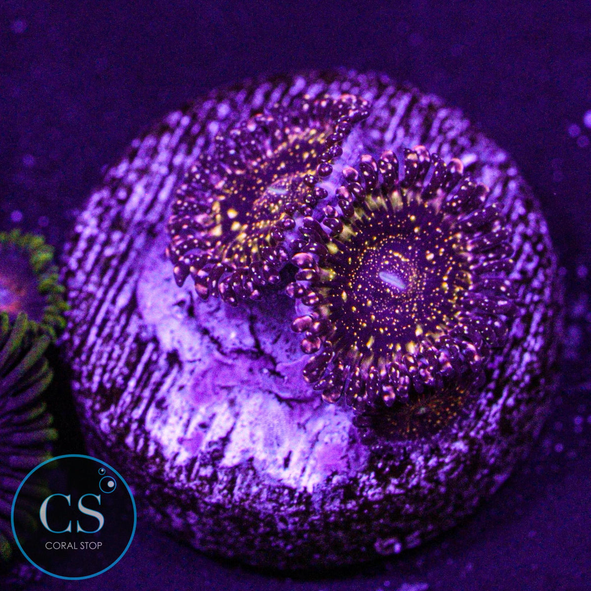 JF Frankies Acid Trip Zoa