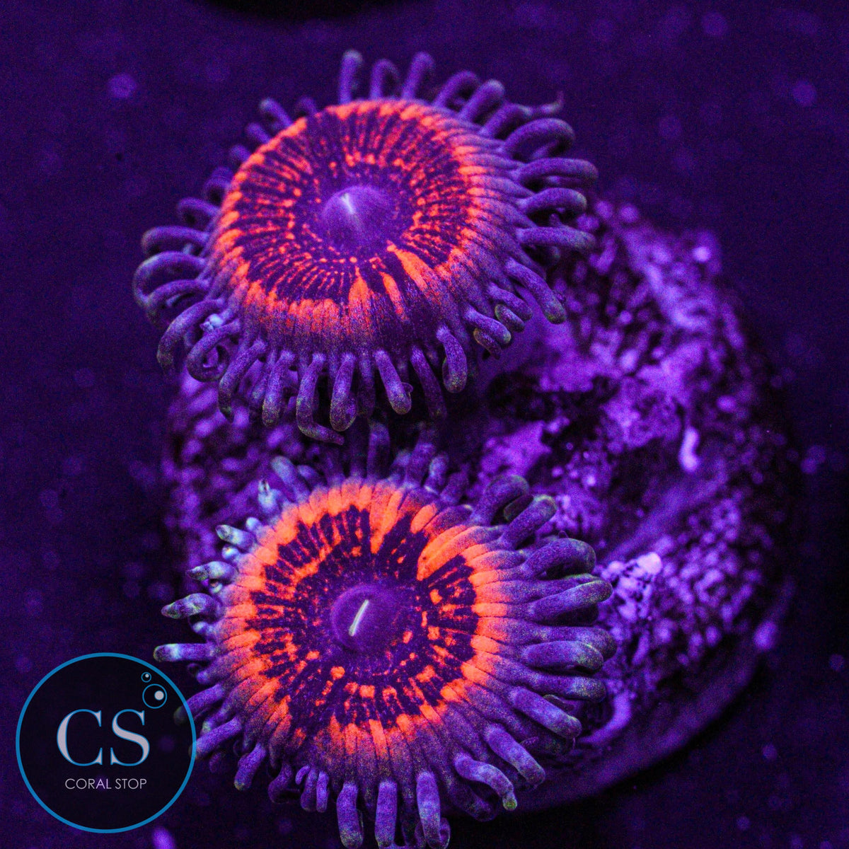 Devils Armor Zoa