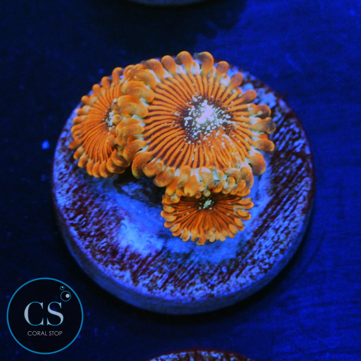 ULTRA MAGICIANS ZOA