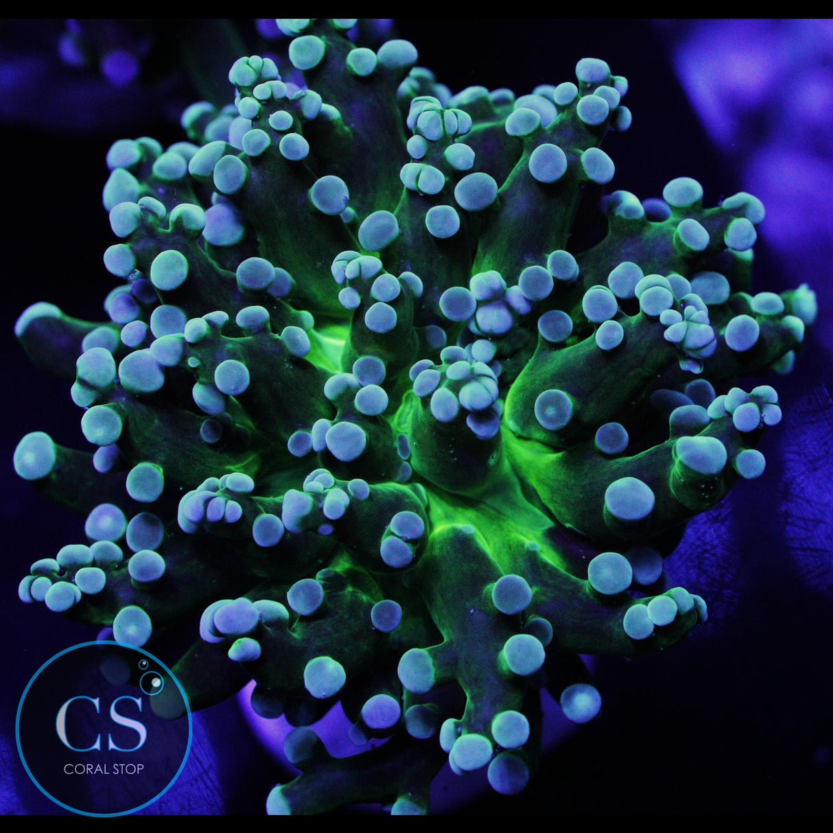 GREEN FROGSPAWN